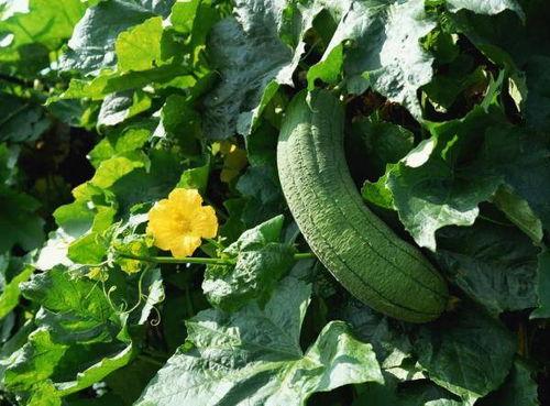 中医讲吃小瓜,中医视角下的小瓜养生之道