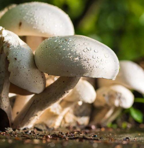 51吃瓜蘑菇在线,揭秘娱乐圈幕后故事，带你走进明星真实生活