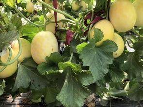 周代吃瓜吃的是什么瓜,品味古风瓜果的千年传承