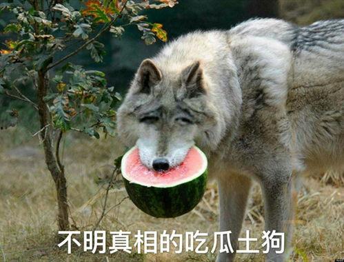 烟台吃瓜扒皮狼